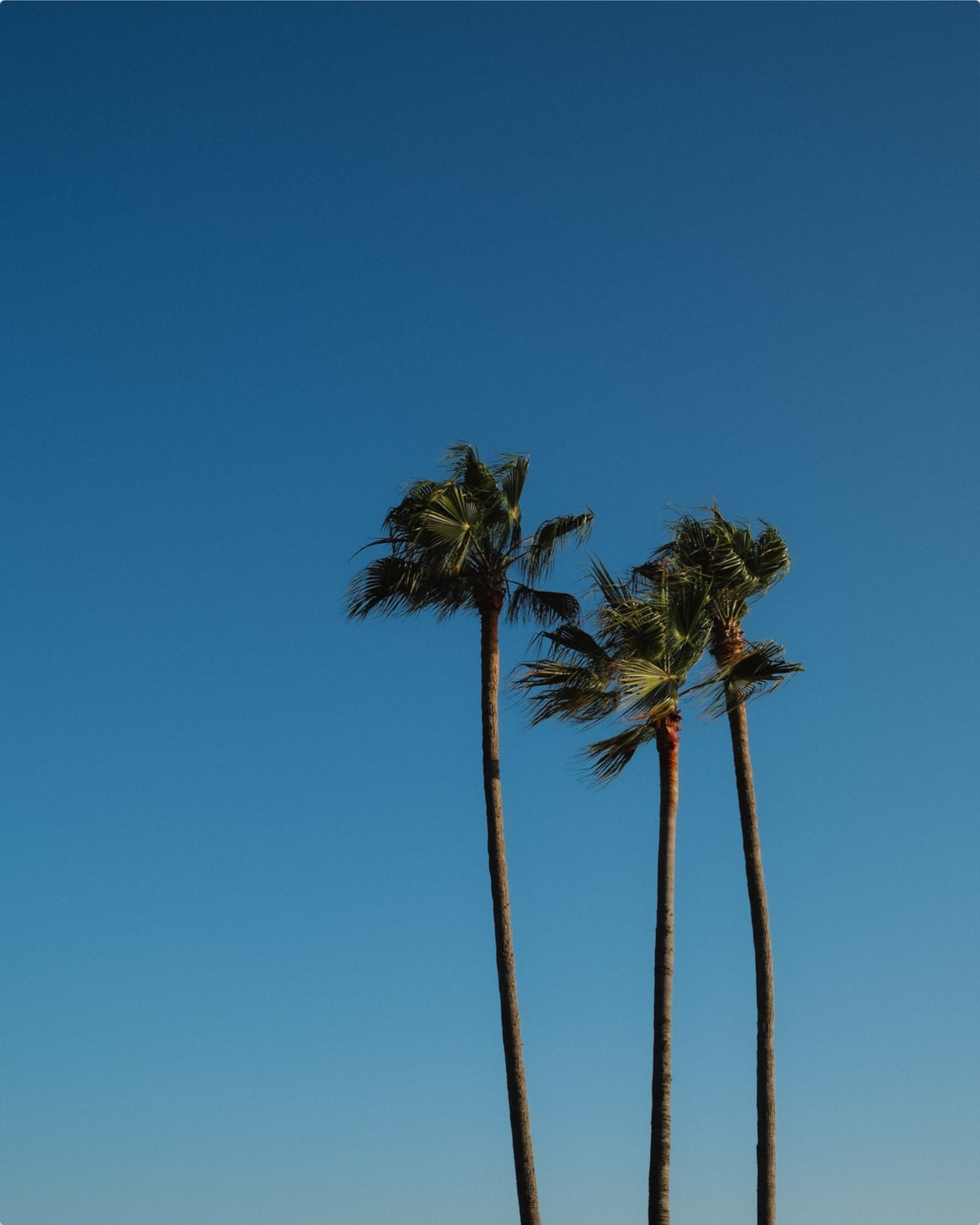 Silhouette of Paradise