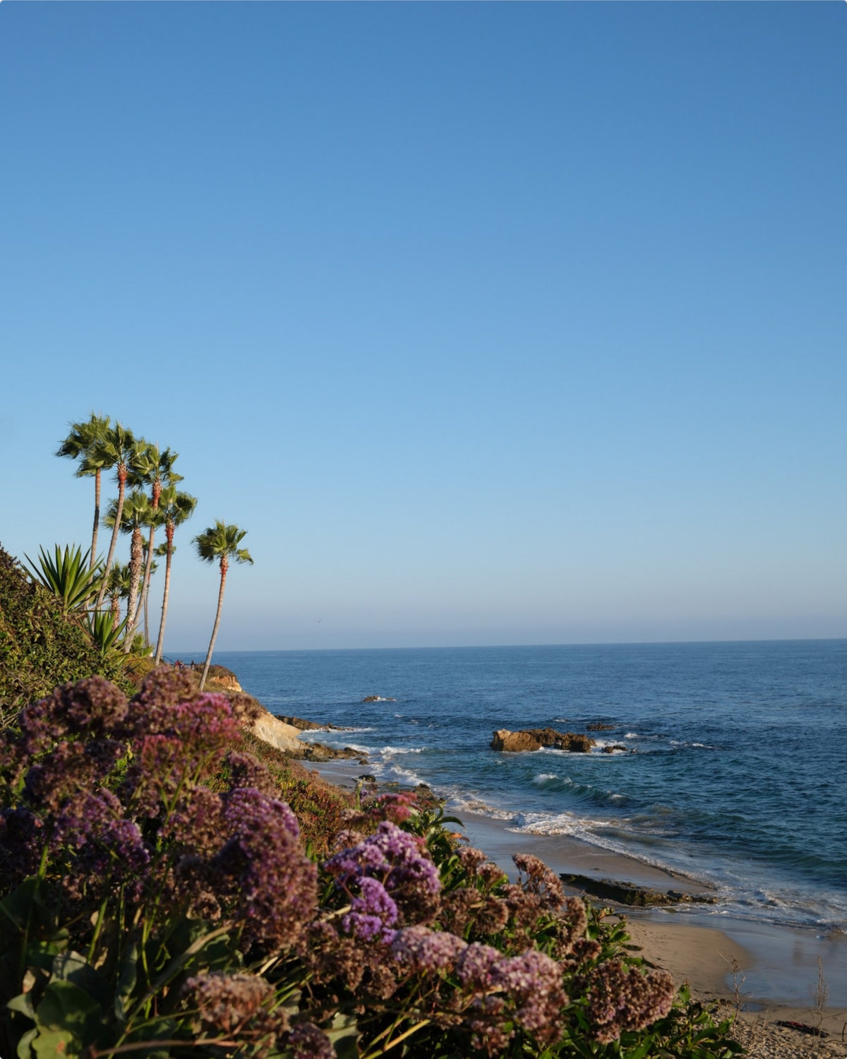Coastal Blossom